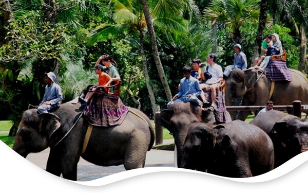 Elephant Ride ubud
